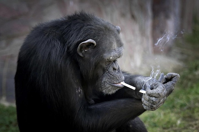 This chimpanzee smokes 20 cigarettes a day